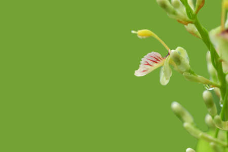 Bouquet galangal flower on green background is very beautiful for create the best new work.の写真素材