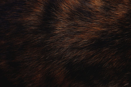 Light and shadow details and texture dog fur is very nice photo background. Close-up of a fox fur...