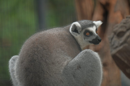 Zoology cute grey lemur funny wildlife they are arts in nautre, Ring-tailed lemur (Lemur catta) in a...