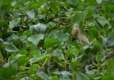 Real nature heron bird living on 
water hyacinth bush finding and hiding fishs in the river, pond...