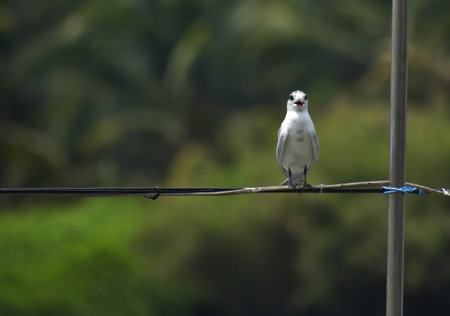 lovely and smile black legged kittiwake bird or  Whiskered Tern very nice feeling good emotion of the day, A white bird perched on a wire with a blurred green background.の写真素材