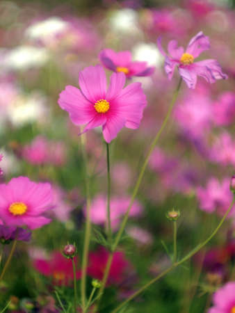 chrysanthemum pinkの写真素材