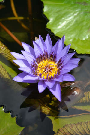 purple colour water lilyの写真素材