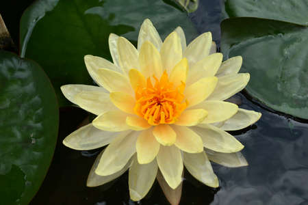 yellow colour water lilyの写真素材