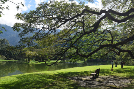 Beautiful scenery in Taiping Lake Gardens. It is located in Taiping, an old town in Perak state, Malaysia.の写真素材