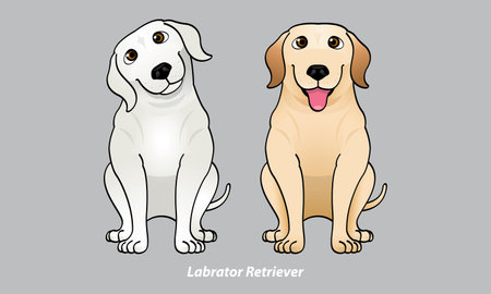 Vector of a cute Labrador. With 2 color options. Vector.のイラスト素材