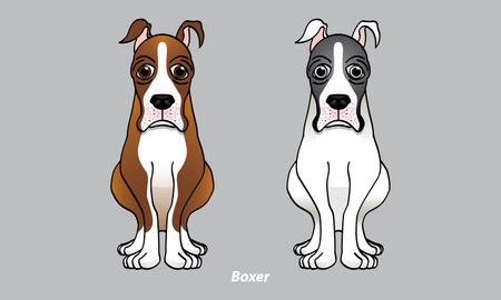 Vector of a cute Boxer. With 2 color options. Vector.のイラスト素材