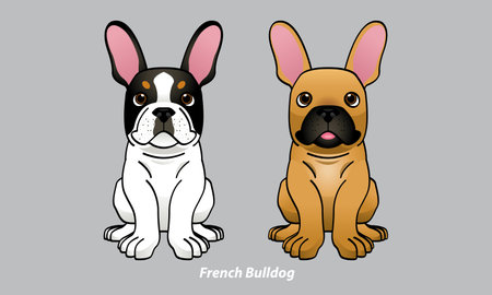 Vector of a cute French Bulldog. With 2 color options. Vector.のイラスト素材