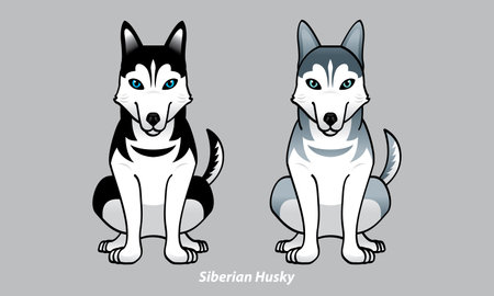 Vector of a cute Husky. With 2 color options. Vector.のイラスト素材