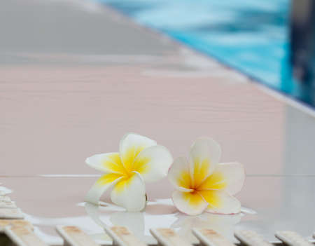 2 white frangipani near the poolの写真素材