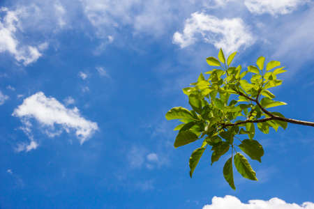 the parts of green leaves on blue skyの写真素材