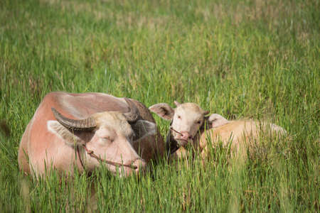 sleeping albino buffalo in the green rice fieldの写真素材