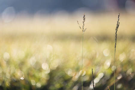 Grassの写真素材