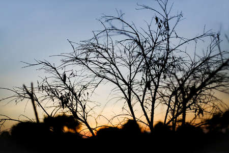 Pattern of tree shadowの写真素材