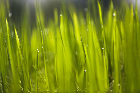 The Dewの写真素材