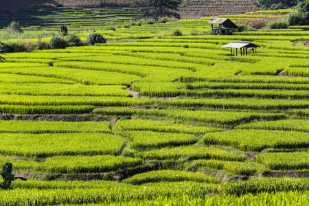Rice terraceの写真素材