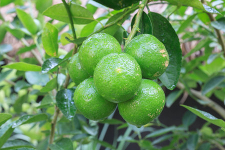 green lemon on  tree in rainy day