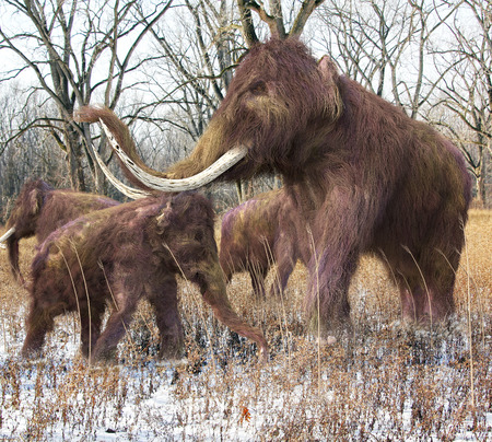An illustration of a family of Woolly Mammoths feeding on wild grass in an ice age forest.The woolly mammoth (Mammuthus primigenius) was a species of mammoth, the common name for the extinct elephant genus Mammuthus. The woolly mammoth was one of the laの写真素材