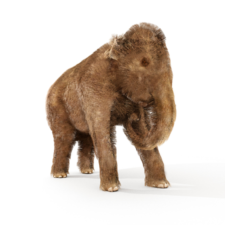 An illustration of a young Woolly Mammoth on a white background.の写真素材