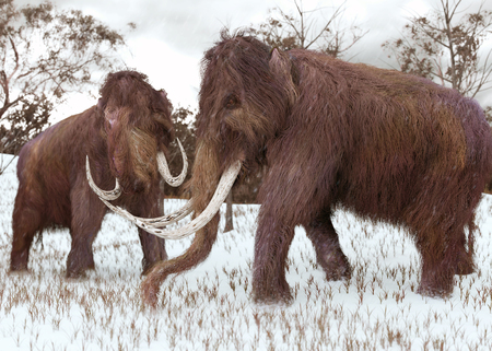 A 3-D illustration of two Woolly Mammoths grazing in a snow-covered grassy field during the ice age (45,000 years ago).の写真素材