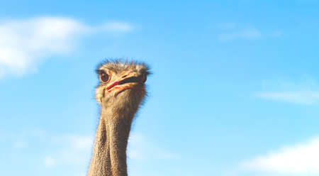 An ostrich looks attentively into the distance, opening its beak. Close-up of the head and neck of an emu ostrich against a blue sky with white cloudsの写真素材