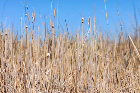 One small gray snail shell stuck to a dry blade of grass against a background of dry grass of brown, gray, yellow, beige colorの写真素材
