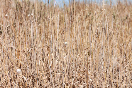 Background from dry grass of yellow and beige color with small gray and white snail shells on blades of grassの写真素材