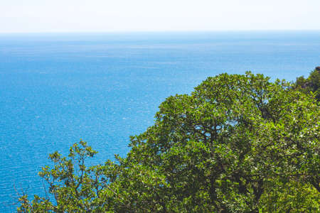Seascape. A tree with green foliage in the lower right corner of the image against a blue sea backgroundの写真素材