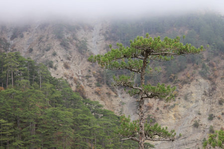 One pine coniferous tree on the background of a mountain slope overgrown with pine trees