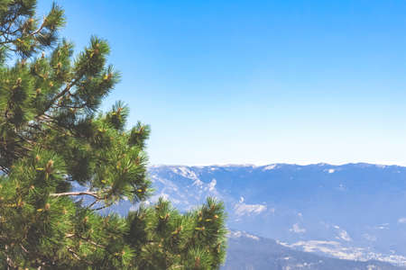 Green coniferous tree with green cones on a background of blue sky and snowy mountains in a blue hazeの写真素材