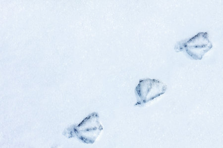 Three tracks from duck paws were imprinted on a snowy surface on the right side of the image...