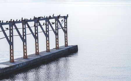 Many black seabirds sit on an old metal structure located on an old concrete plinth in the waterの写真素材