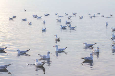 Many seagull birds swim in the waterの写真素材