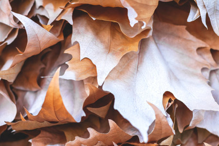 Background of dry brown and yellow maple leaves painted with a spray of white paint, close upの写真素材