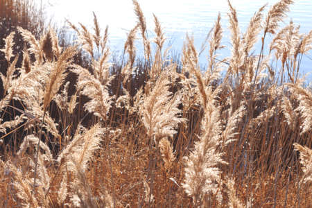 Thickets of dry reeds on the shore of the reservoirの写真素材