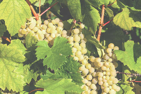 Bunches of fresh white grapes growing in a vineyard among green leavesの写真素材
