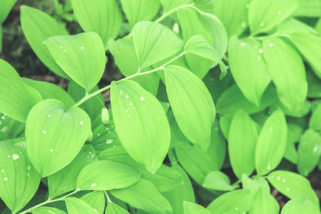 Green natural background, branches with leaves of fresh green plantsの写真素材