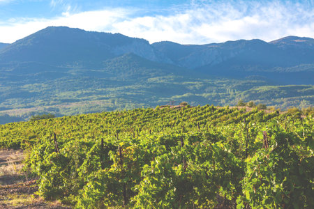 Green vineyard against the background of the valley, mountains and cloudy skyの写真素材