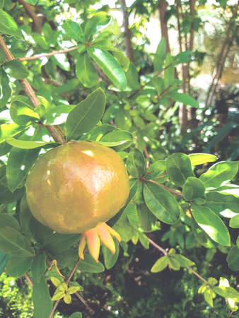Green unripe pomegranate growing on a tree branch close-upの写真素材