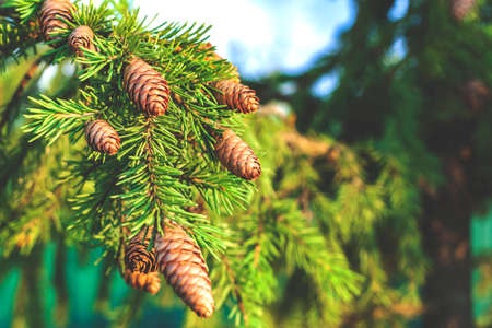 Long brown cones on a branch of an evergreen coniferous tree close-up on the leftの写真素材