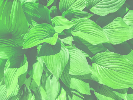 Natural background from green leaves in the haze