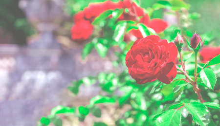 Blooming red rose with green leaves in the haze grows in the garden against a blurred background of other red flowers and greenery, low contrast, close-upの写真素材