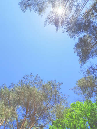 Natural background in the haze. Crowns of coniferous and deciduous trees against a blue sky, the sun shines through the branches.の写真素材