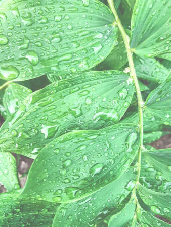 Wet leaves of a green plant are covered with large drops of water after rainの写真素材