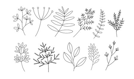Set of hand drawn branches and leaves. vector illustration. isolated on white background.のイラスト素材