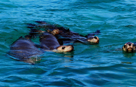Seals, Neptune Island, South Australia