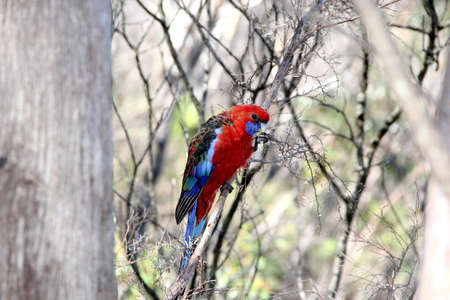 Crimson Rosella, Blue Mountains, Australiaの写真素材