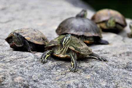 Florida softshell turtle, Central Park, New York Cityの写真素材