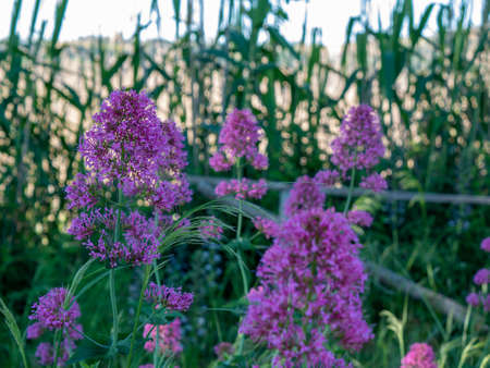 Purple in the greenの写真素材