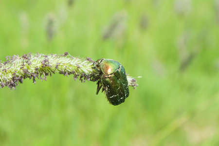 Poland, rose chafer  Cetonia aurata  beetle feeding on a straw of grassの写真素材